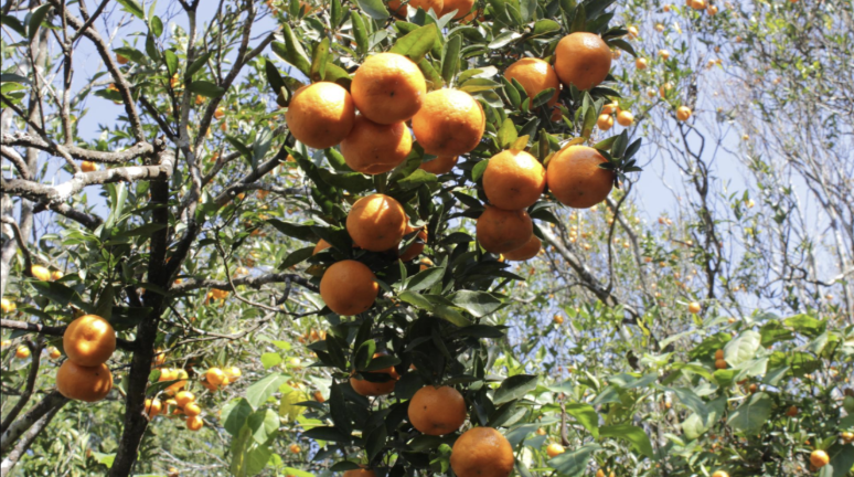 Darjeeling’s Mandarin Oranges receive the GI tag