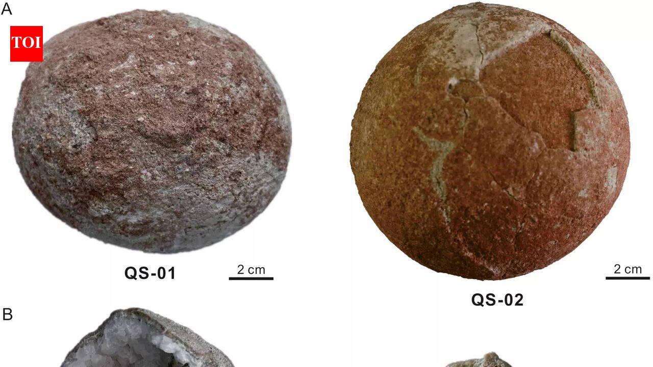Cannonball-sized dinosaur crystallised eggs found in China | World News – The Times of India